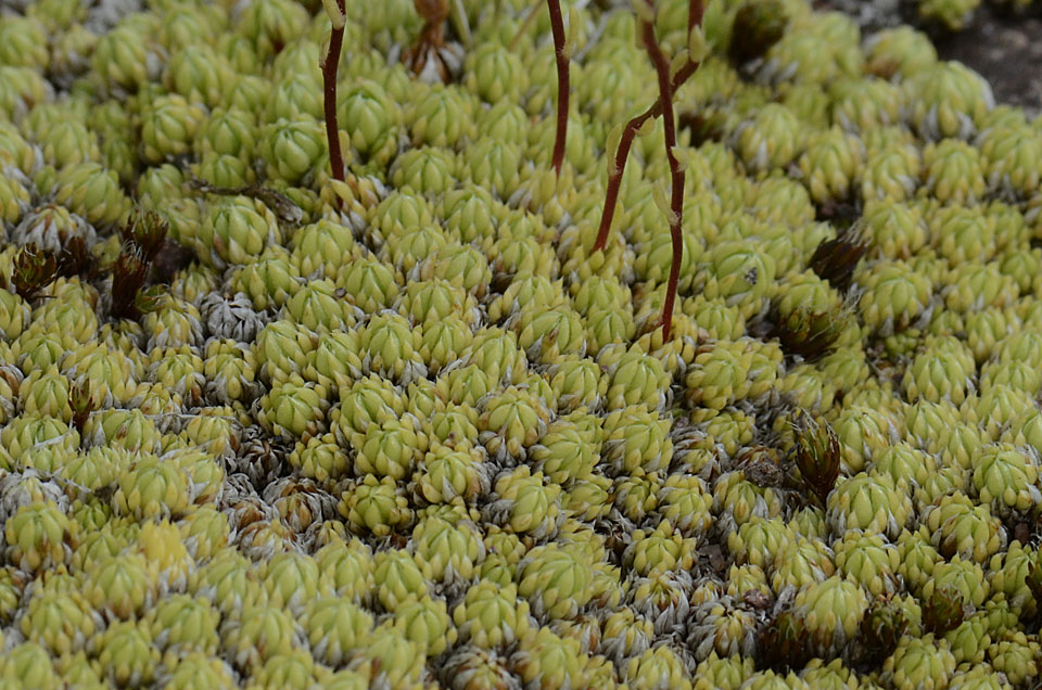 Saxifraga bryoides / Sassifraga brioide